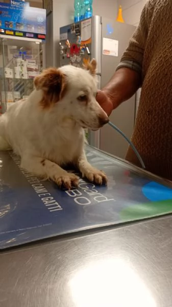 Luna cagnolina visibile a Ferrara  | Foto 1