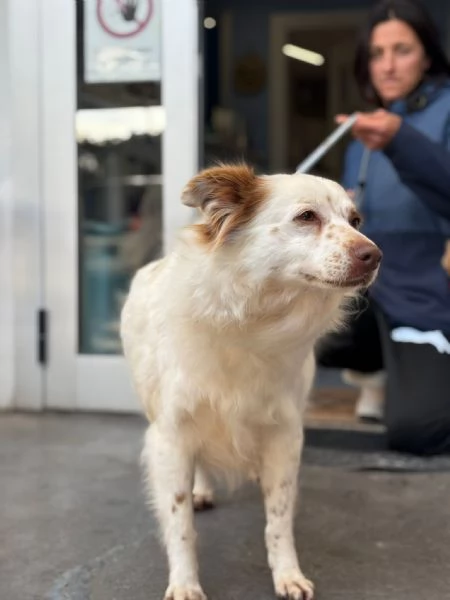 Luna cagnolina visibile a Ferrara  | Foto 0