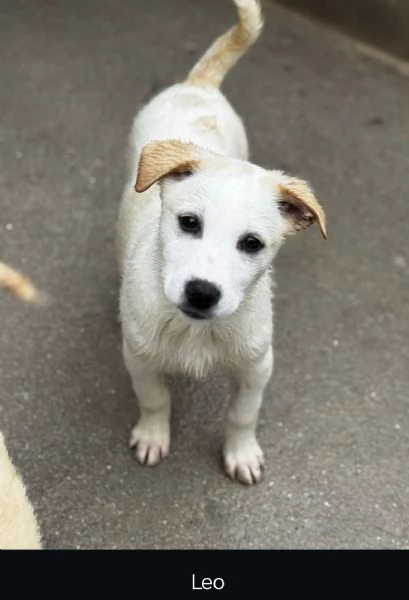 Leo cucciolo in canile  | Foto 0