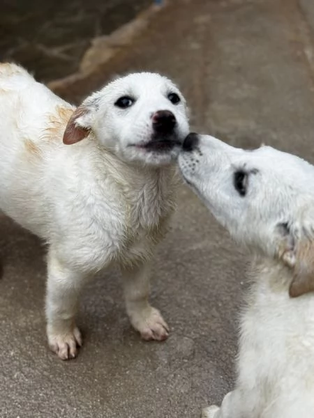 Leo cucciolo in canile 