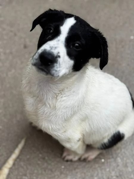 Oliver, il cucciolo dagli occhi tristi  | Foto 2