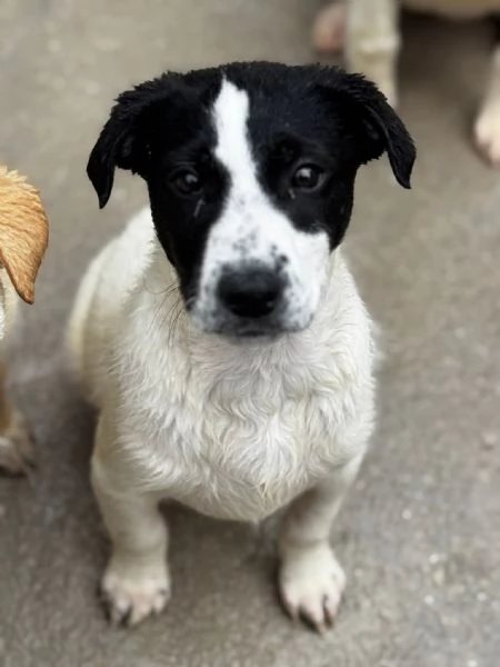 Oliver, il cucciolo dagli occhi tristi  | Foto 1