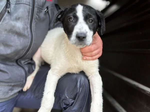 Oliver, il cucciolo dagli occhi tristi  | Foto 0