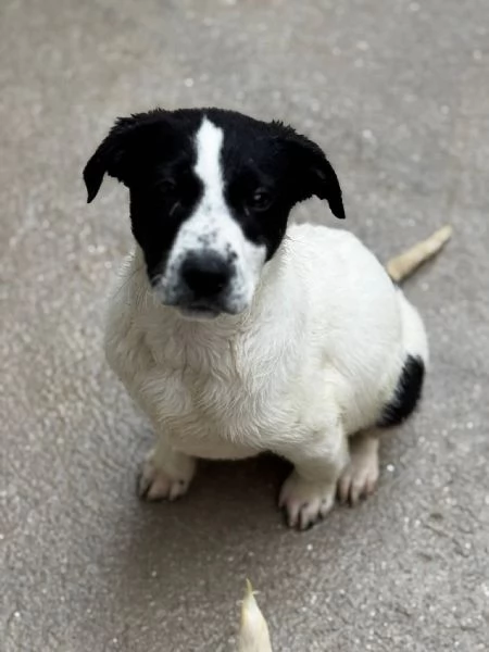 Oliver, il cucciolo dagli occhi tristi 