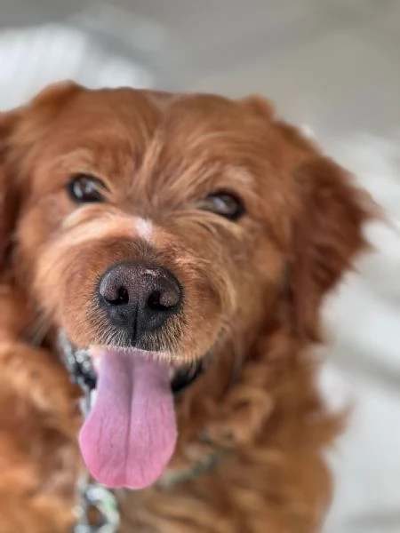 Wally, meravigliosa creatura 