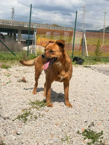 Kira 10 kg di cane in canile  | Foto 2