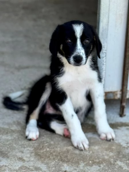 MUSA meravigliosa cucciola  | Foto 1