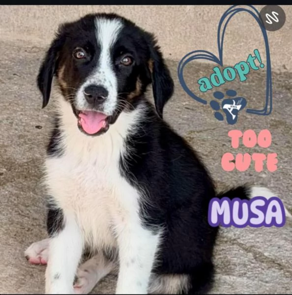 MUSA meravigliosa cucciola 
