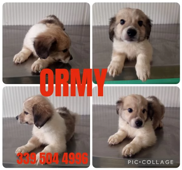 ORMY cucciolo taglia media contenuta 