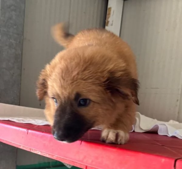 Kitan cucciolo di due mesi  | Foto 4