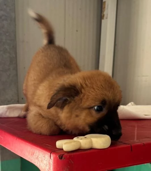 Kitan cucciolo di due mesi  | Foto 3