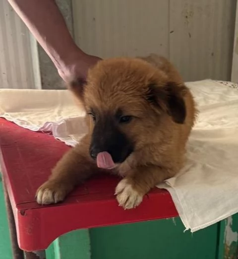 Kitan cucciolo di due mesi  | Foto 1