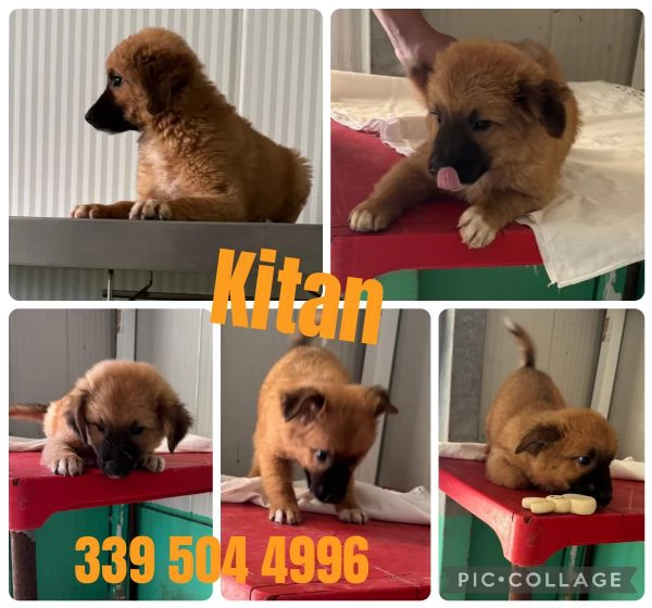 Kitan cucciolo di due mesi 