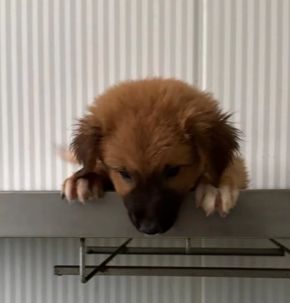 Kitan cucciolo di due mesi  | Foto 0