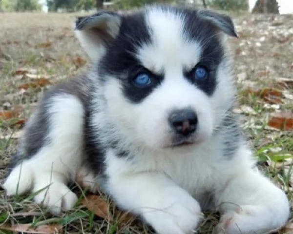 stupendi siberian husky maschi e femmine