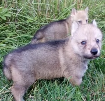 bellissimi cuccioli di cane lupo cecoslovacco