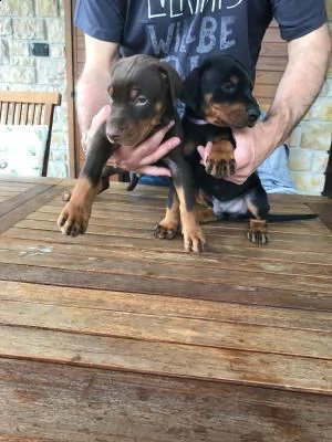  bellissimi cuccioli di dobermann