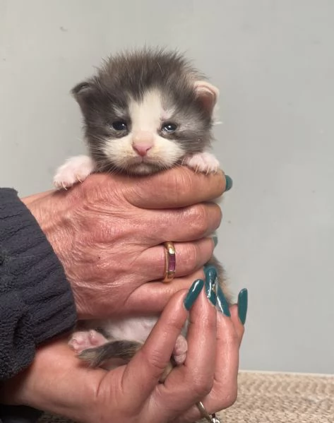 Cuccioli Maine Coon  | Foto 4
