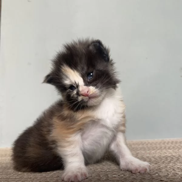 Cuccioli Maine Coon  | Foto 3