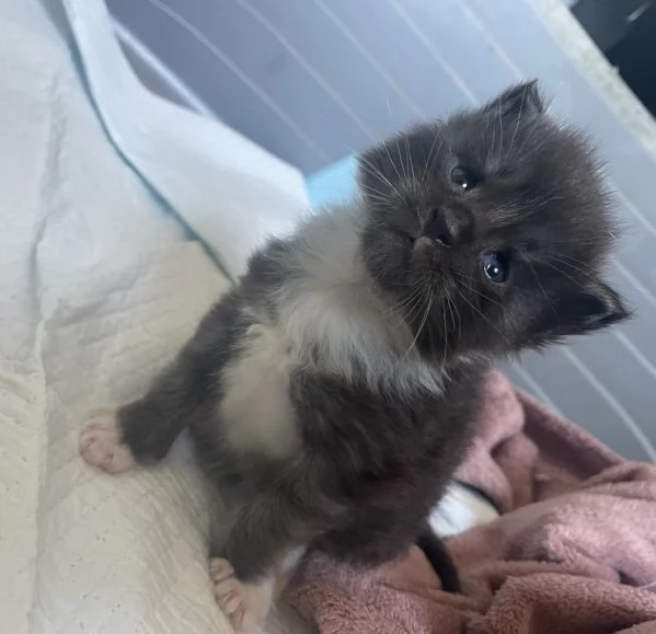 Cuccioli Maine Coon  | Foto 2