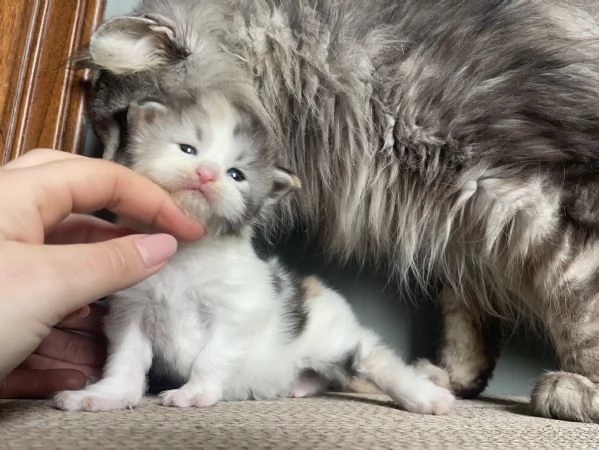 Cuccioli Maine Coon  | Foto 1