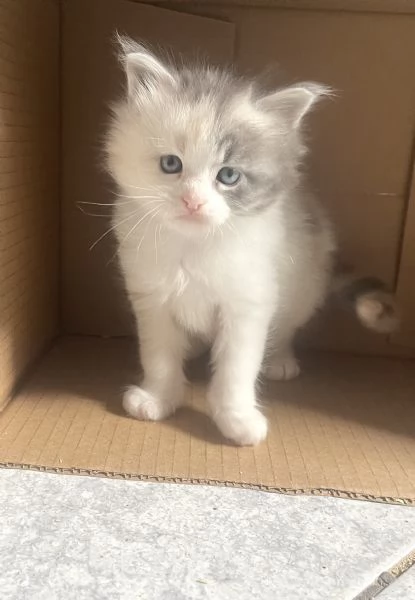 Cuccioli Maine Coon 
