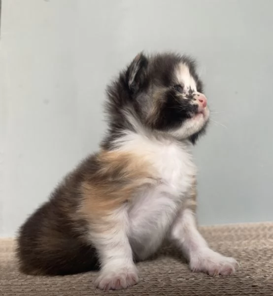 Cuccioli Maine Coon  | Foto 0