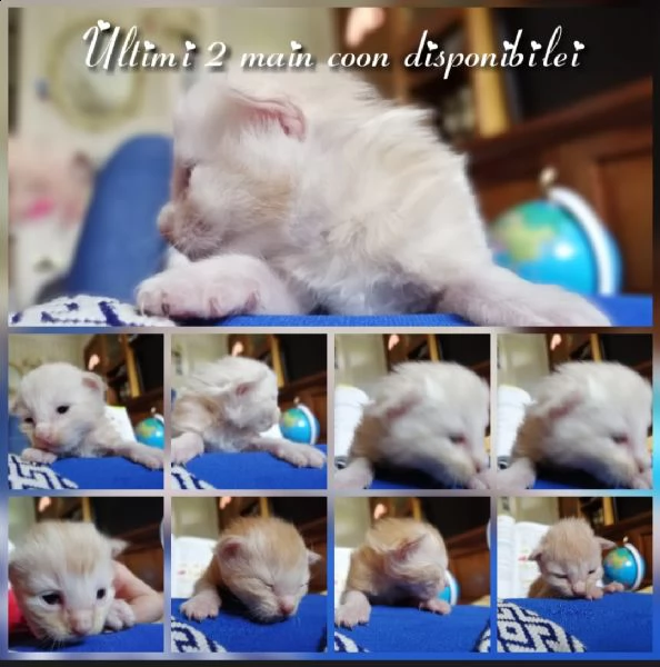 main coon cuccioli cercano amore