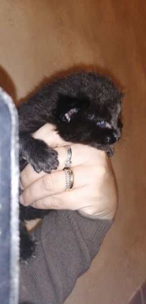 main coon cerca amore | Foto 1