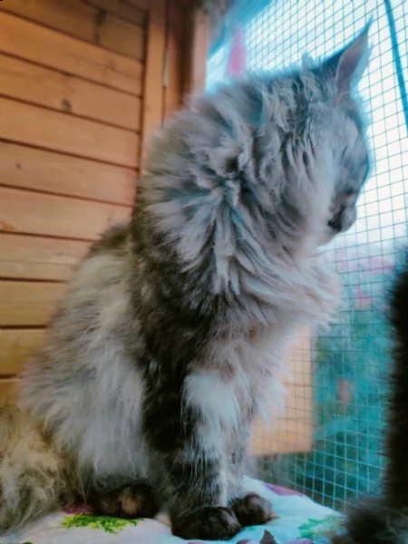 maschio maine coon cerca girl❤️ | Foto 0