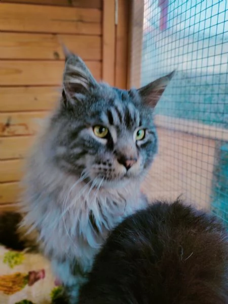 maschio maine coon cerca girl❤️