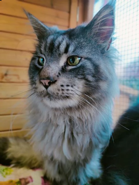 due splendidi maine coon vogliono femmine