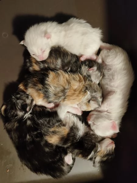 una compagnia per la vita...maine coon