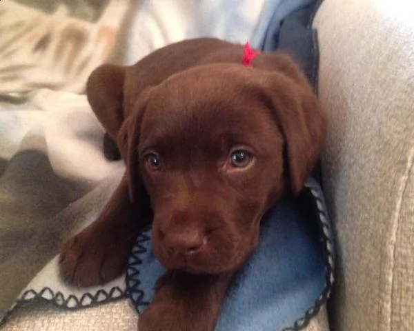 splendidi cuccioli di labrador neri e chocolate