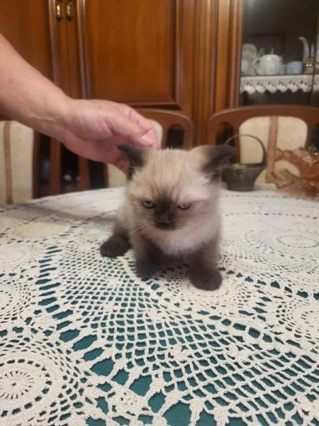 Siamese thai | Foto 2