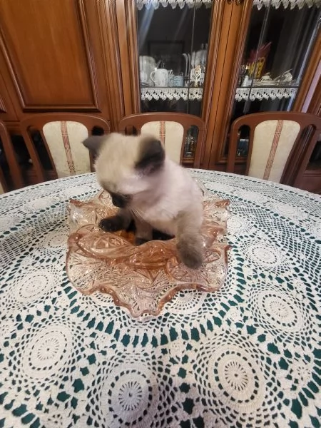 Siamese thai | Foto 1