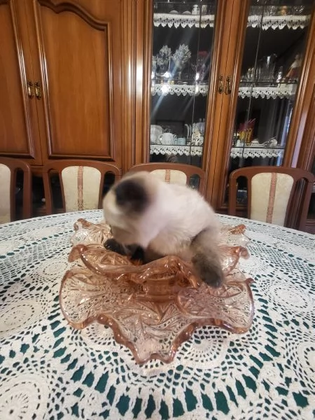 Siamese thai | Foto 0