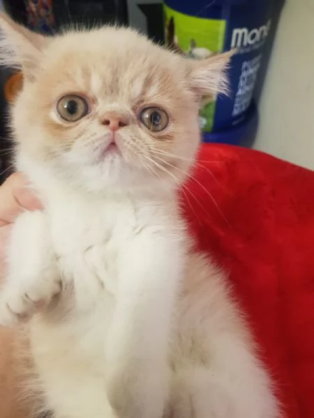 Persiani exotic shorthair | Foto 6