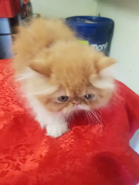 Persiani exotic shorthair