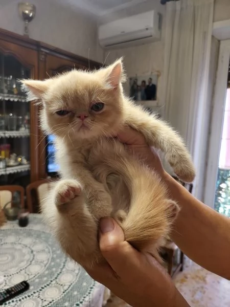 Persiani exotic shorthair | Foto 5