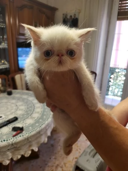 Persiani exotic shorthair | Foto 4