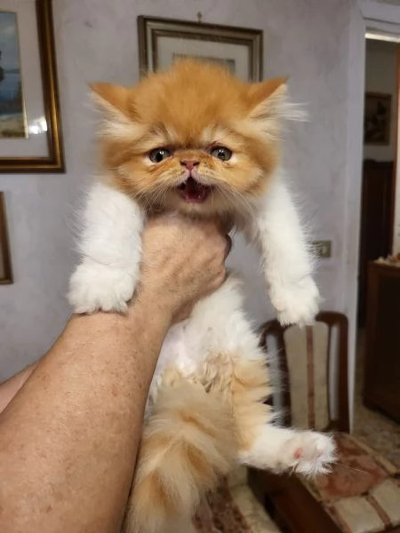 Persiani exotic shorthair | Foto 3