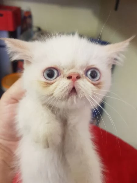 Persiani exotic shorthair | Foto 2