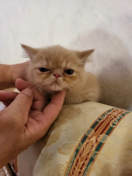 Persiani exotic shorthair | Foto 1