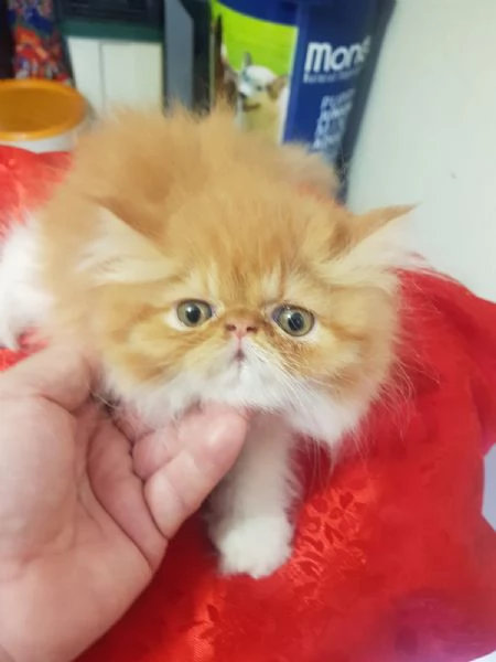 Persiani exotic shorthair | Foto 0
