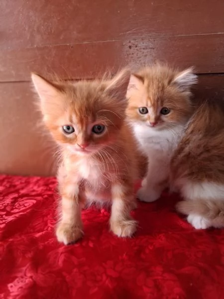 Simil Persiani | Foto 0