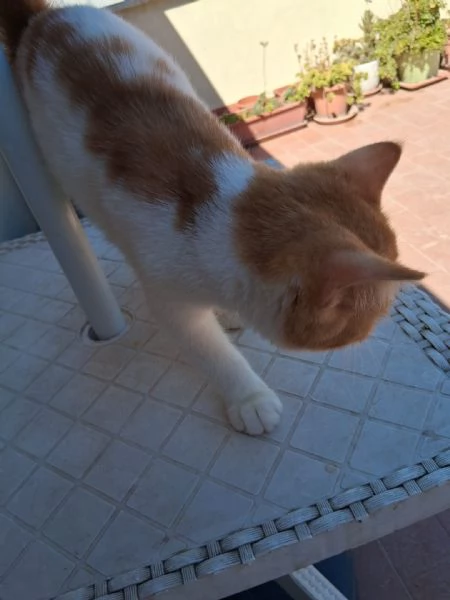 Exotic Shorthair | Foto 2