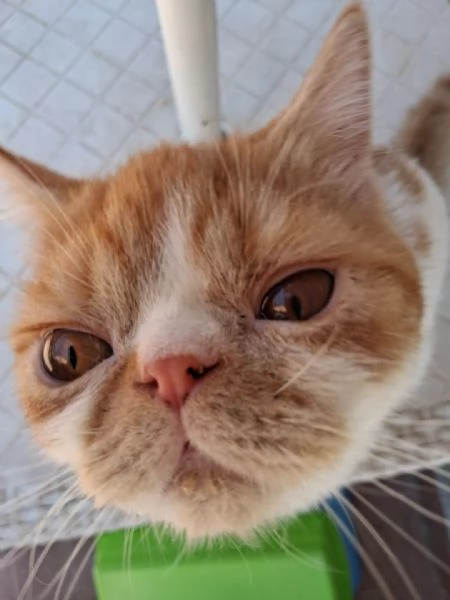 Exotic Shorthair