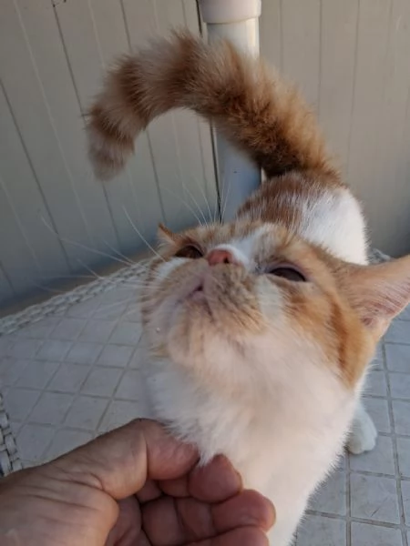 Exotic Shorthair | Foto 1