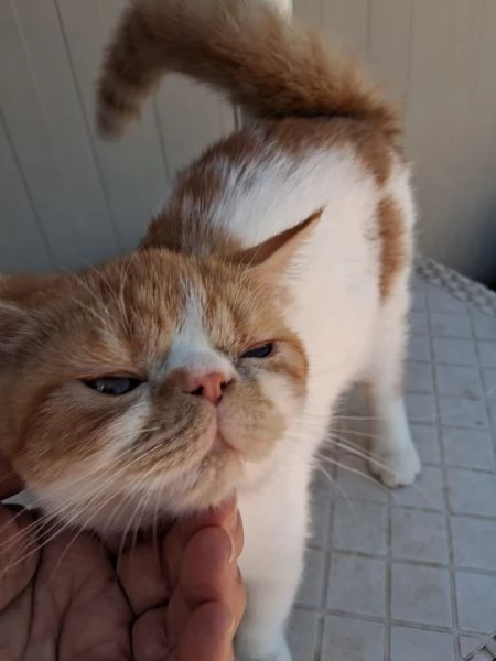 Exotic Shorthair | Foto 0
